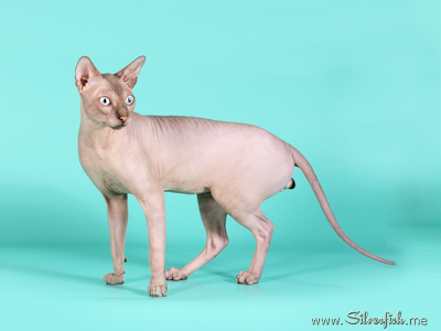 Cat - Dzhinestra Odyssey - Canadian Sphynx