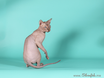 Cat - Dzhinestra Odyssey - Canadian Sphynx