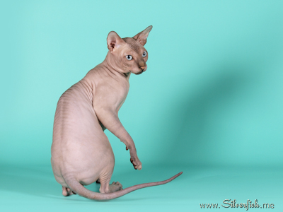 Cat - Dzhinestra Odyssey - Canadian Sphynx