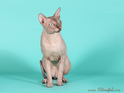 Cat - Dzhinestra Odyssey - Canadian Sphynx