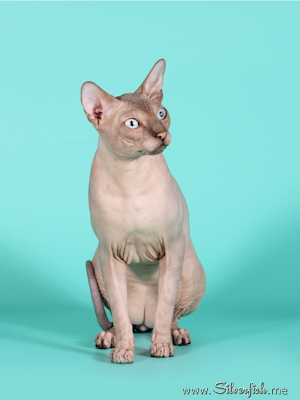 Cat - Dzhinestra Odyssey - Canadian Sphynx