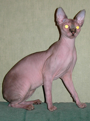 Cat - Dzhinestra Gabriella - Canadian Sphynxes