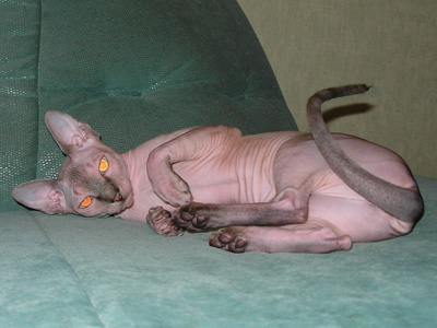 Cat - Dzhinestra Gabriella - Canadian Sphynxes