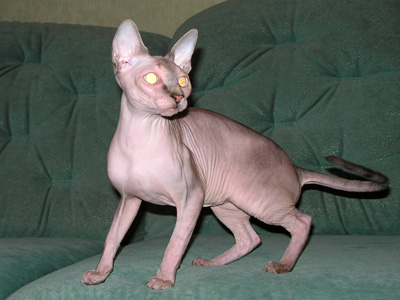 Cat - Dzhinestra Gabriella - Canadian Sphynxes