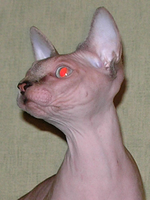 Cat - Dzhinestra Gabriella - Canadian Sphynxes