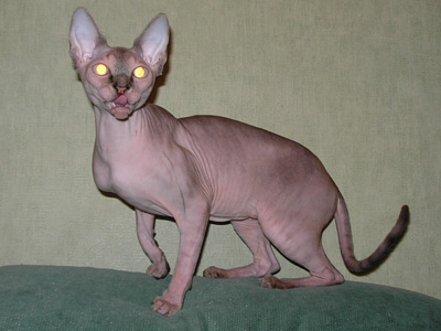 Cat - Dzhinestra Gabriella - Canadian Sphynxes