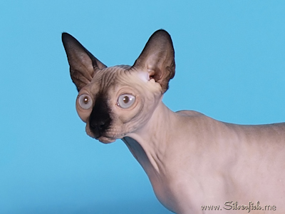 Cat female - Jewel Fannya - Canadian Sphynx