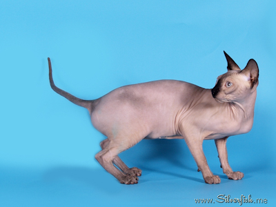 Cat female - Jewel Fannya - Canadian Sphynx