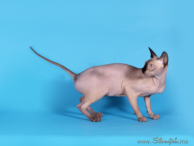 Cat female - Jewel Fannya - Canadian Sphynx