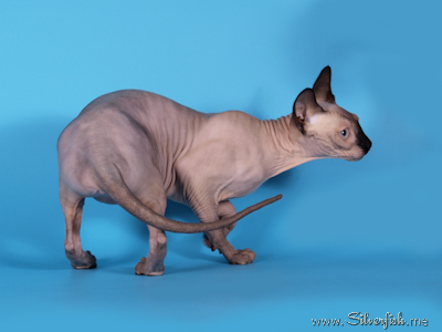 Cat female - Jewel Fannya - Canadian Sphynx