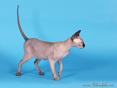 Cat female - Jewel Fannya - Canadian Sphynx