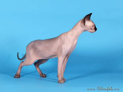 Cat female - Jewel Fannya - Canadian Sphynx