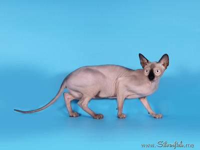 Cat female - Jewel Fannya - Canadian Sphynx