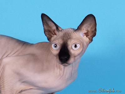 Cat female - Jewel Fannya - Canadian Sphynx