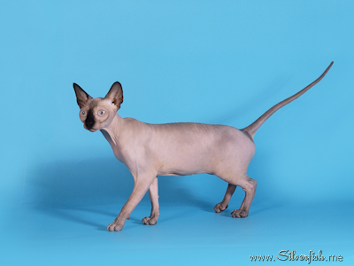 Cat female - Jewel Fannya - Canadian Sphynx