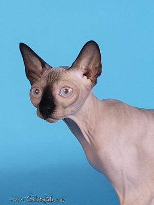 Cat female - Jewel Fannya - Canadian Sphynx