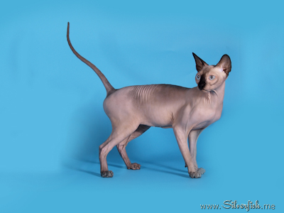 Cat female - Jewel Fannya - Canadian Sphynx