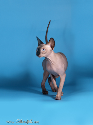 Cat female - Jewel Fannya - Canadian Sphynx