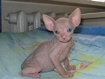 Kittens - the Canadian Sphynxes