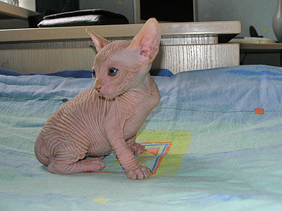 Kittens - the Canadian Sphynxes