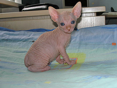 Kittens - the Canadian Sphynxes