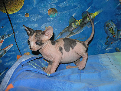 Kittens - the Canadian Sphynxes