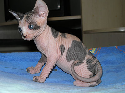 Kittens - the Canadian Sphynxes