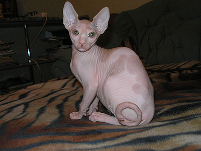 Kittens - the Canadian Sphynxes