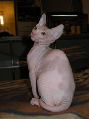 Kittens - the Canadian Sphynxes