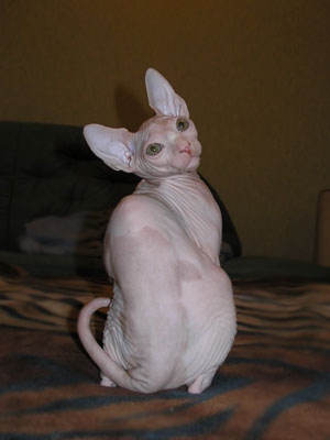 Kittens - the Canadian Sphynxes