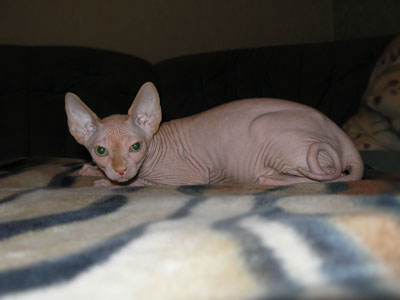 Kittens - the Canadian Sphynxes