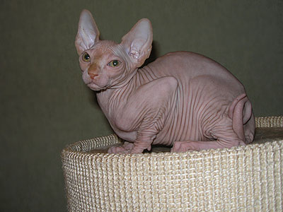 Kittens - the Canadian Sphynxes