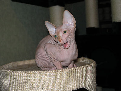 Kittens - the Canadian Sphynxes