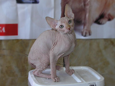 Kittens - the Canadian Sphynxes