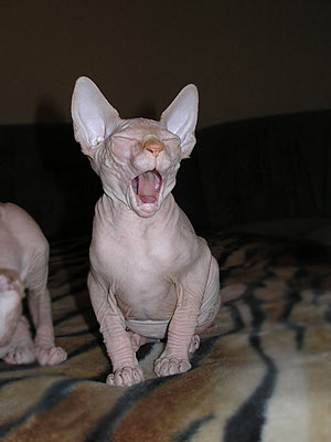 Kittens - the Canadian Sphynxes