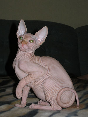 Kittens - the Canadian Sphynxes