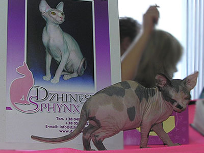 Kittens - the Canadian Sphynxes