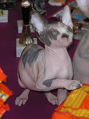 Kittens - the Canadian Sphynxes