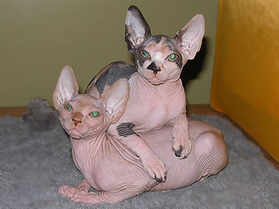 Kittens - the Canadian Sphynxes