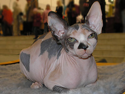 Kittens - the Canadian Sphynxes