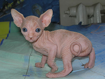 Kittens - the Canadian Sphynxes