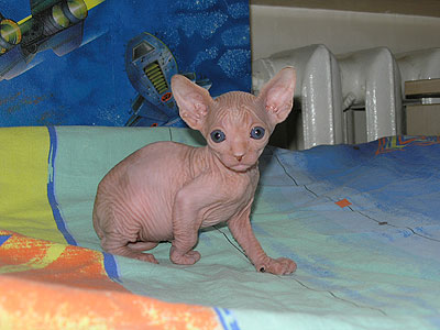 Kittens - the Canadian Sphynxes