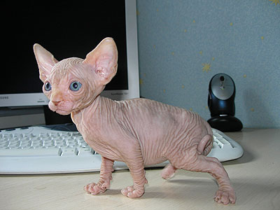 Kittens - the Canadian Sphynxes