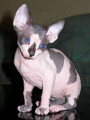 Kittens - the Canadian Sphynxes