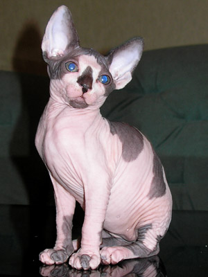 Kittens - the Canadian Sphynxes