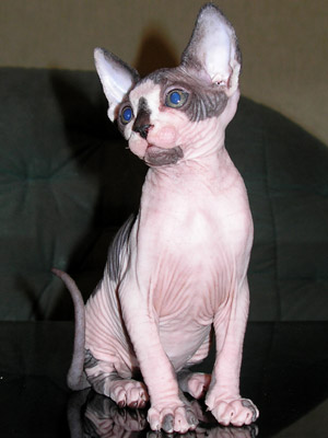 Kittens - the Canadian Sphynxes