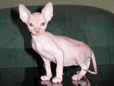 Kittens - the Canadian Sphynxes