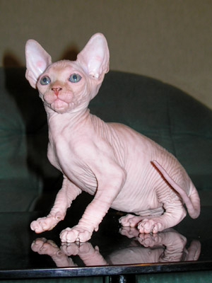 Kittens - the Canadian Sphynxes