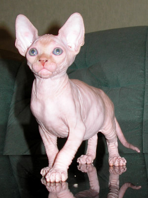 Kittens - the Canadian Sphynxes