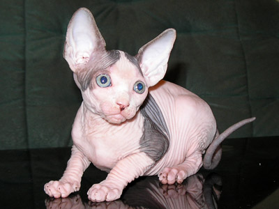 Kittens - the Canadian Sphynxes